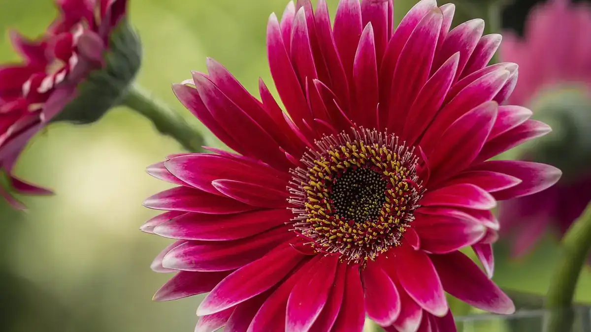 Herbaceous plants that are typically annuals