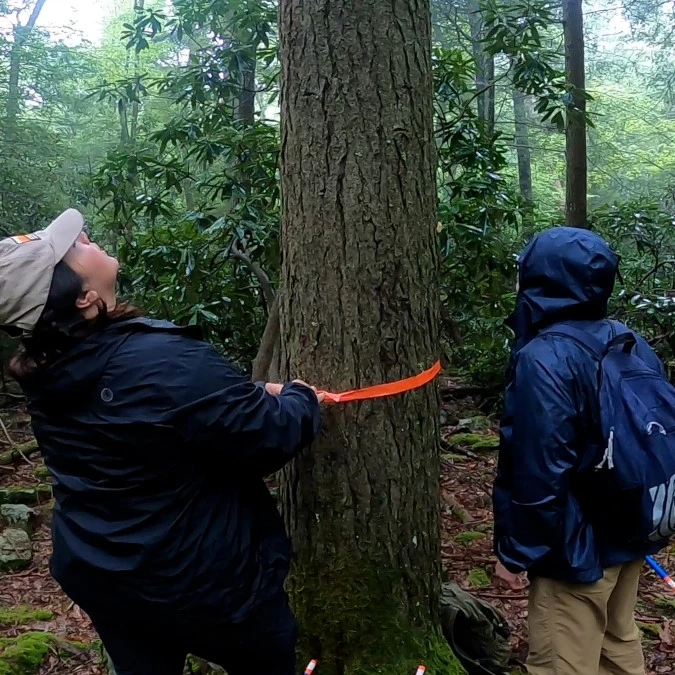 A student wraps measuring tape around a forest tree.