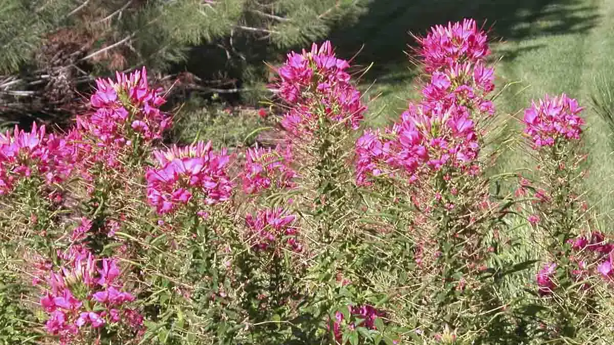 Herbaceous plants that are typically annuals