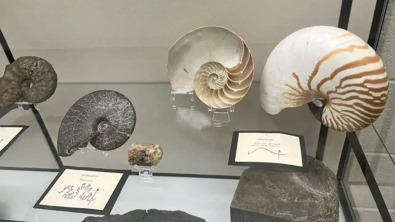 Seven ammonite and nautilus fossils on exhibit