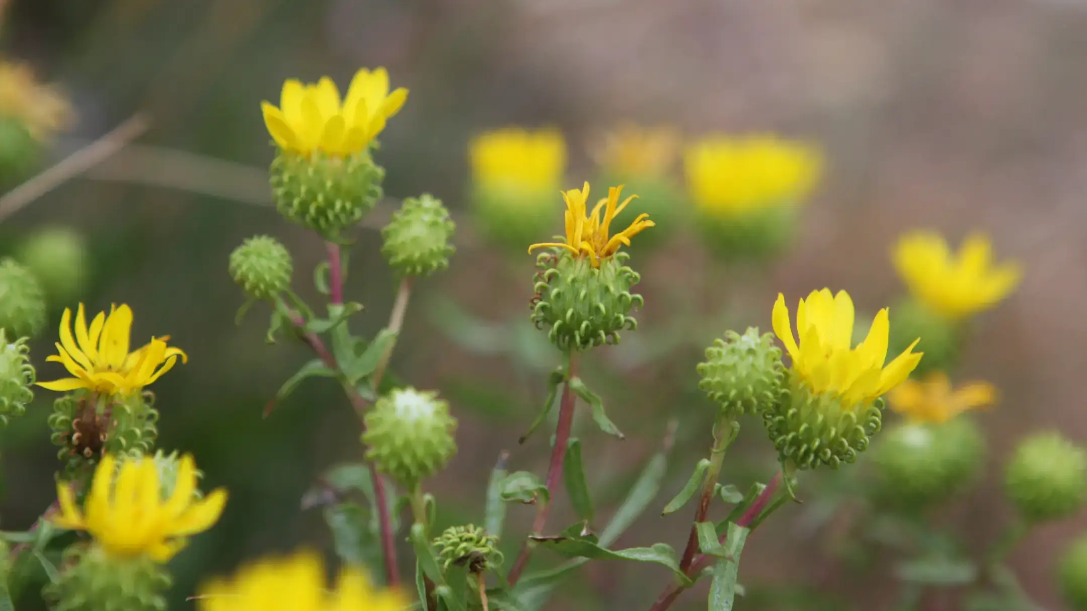 Invasive weeds in Idaho
