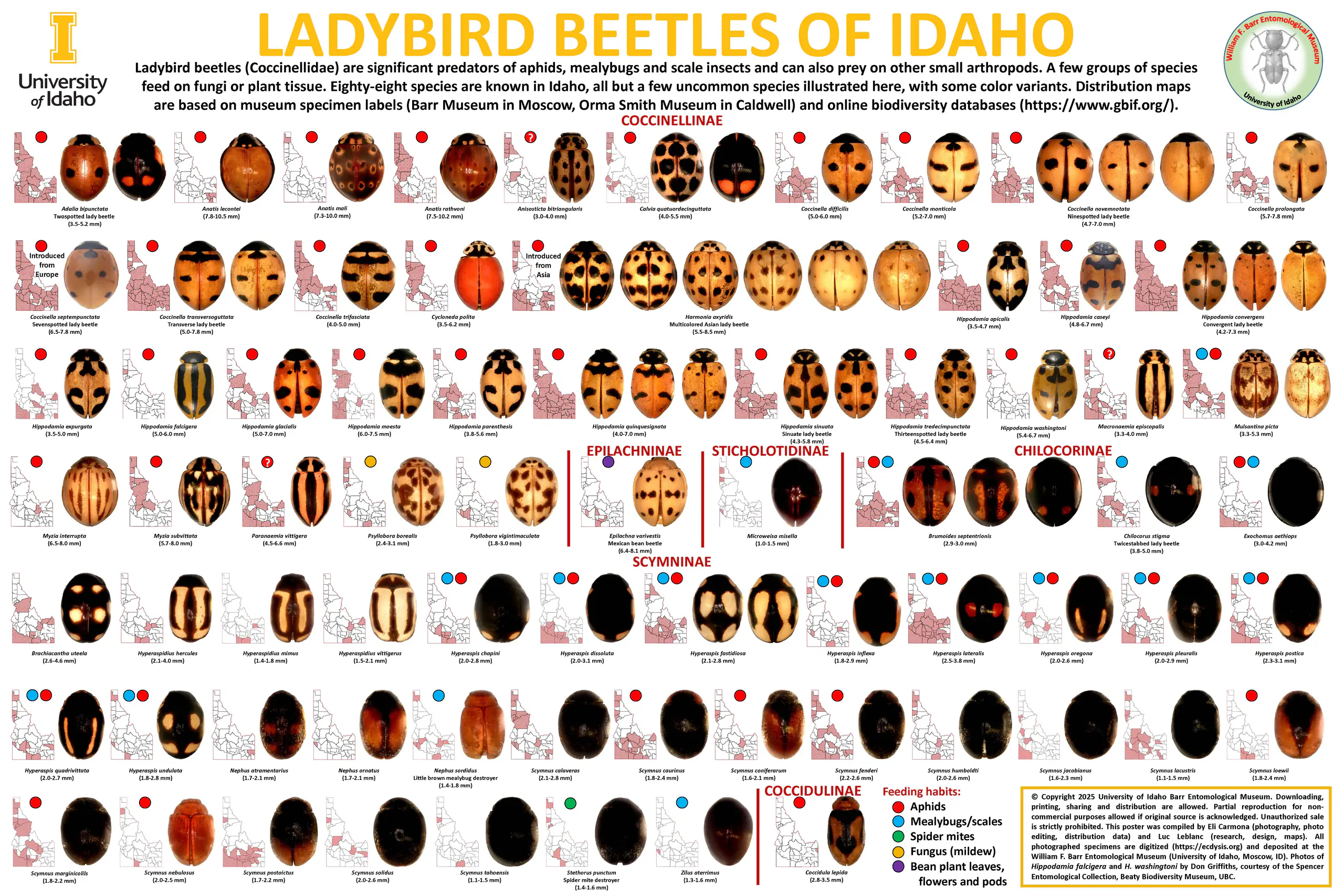 Idaho ladybird beetles poster