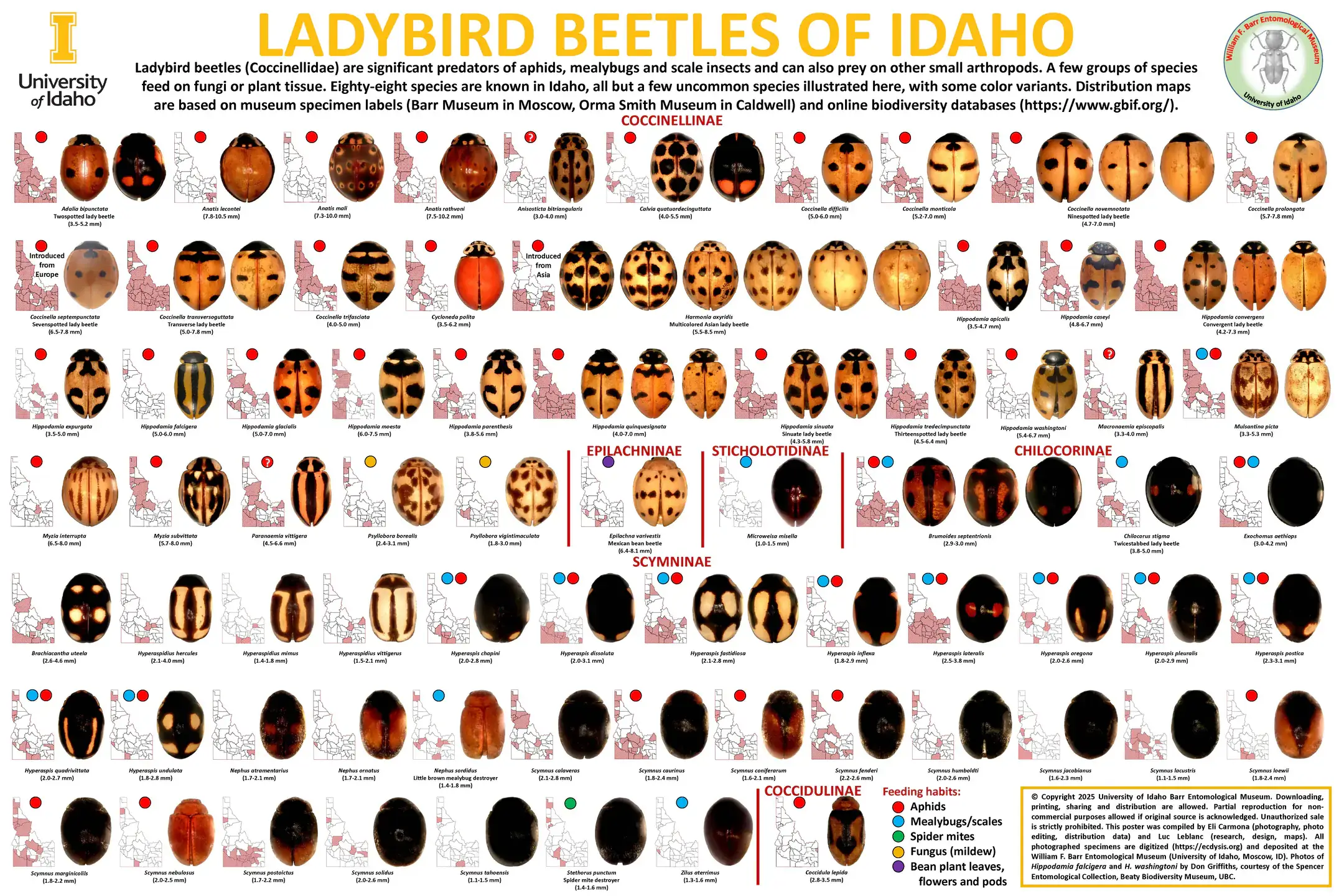 idaho-ladybird-beetles-poster.jpg