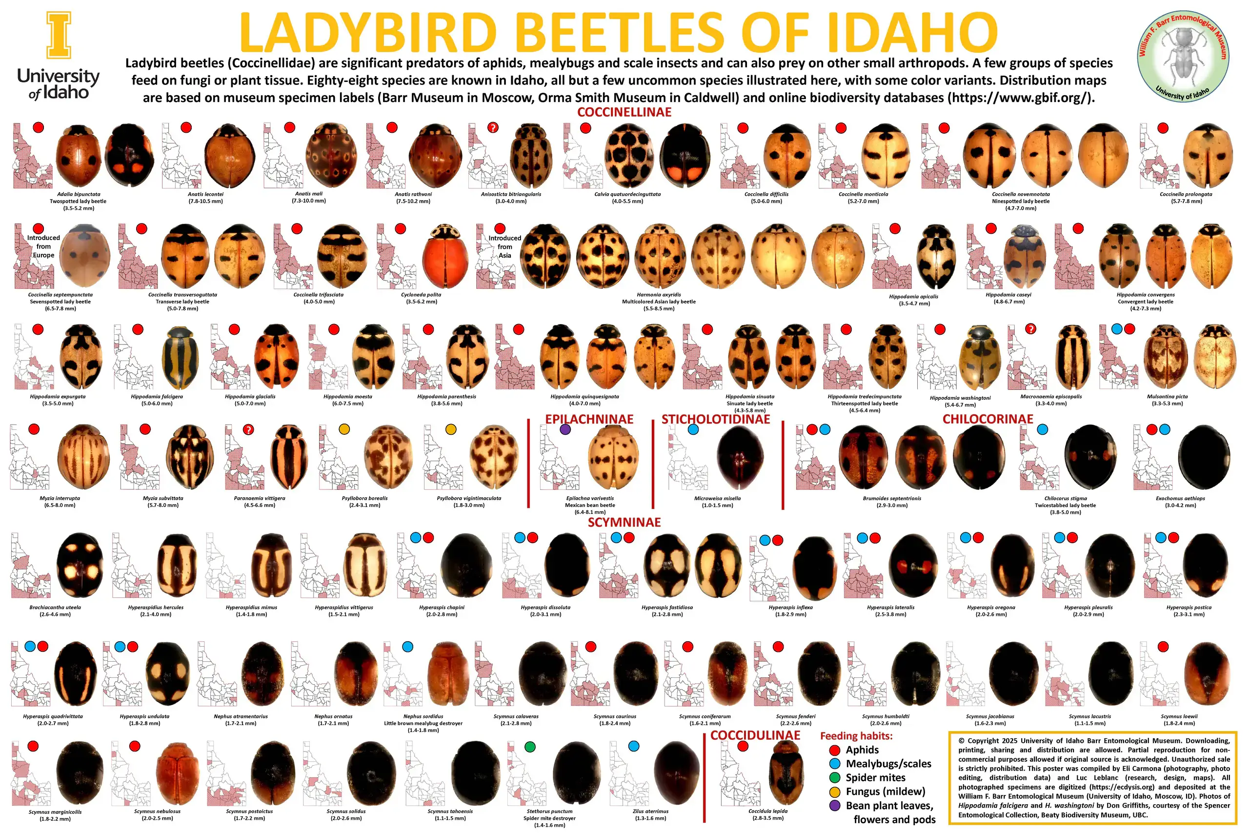 idaho-ladybird-beetles-poster.jpg