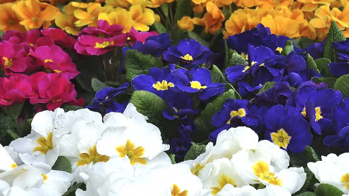 Herbaceous plants that are typically annuals