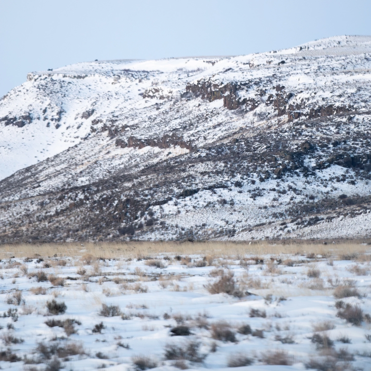 Courtney Conway’s 10-year study on the effects of ranching on sage grouse populations.