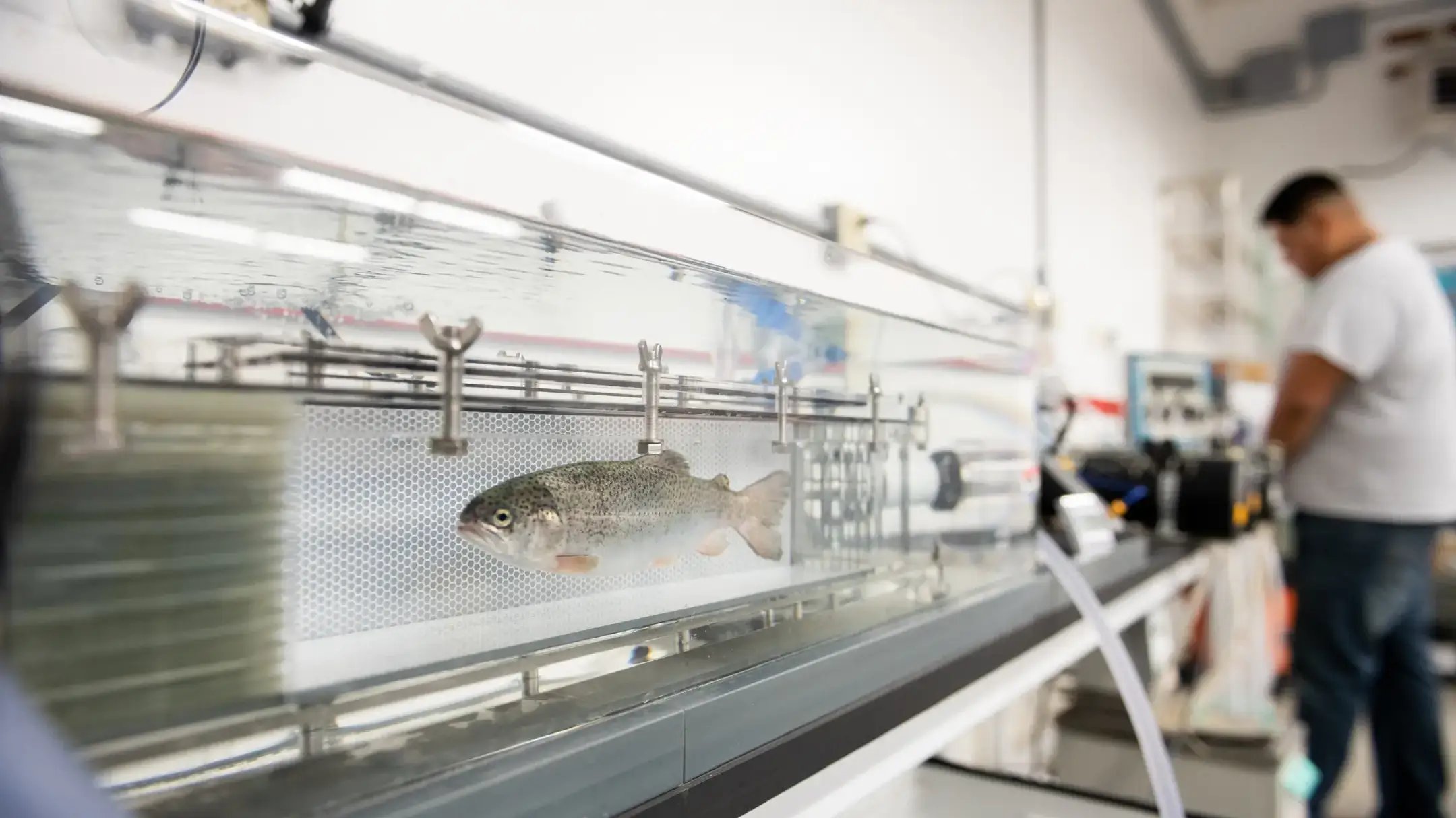 A fish in a tank in a lab.