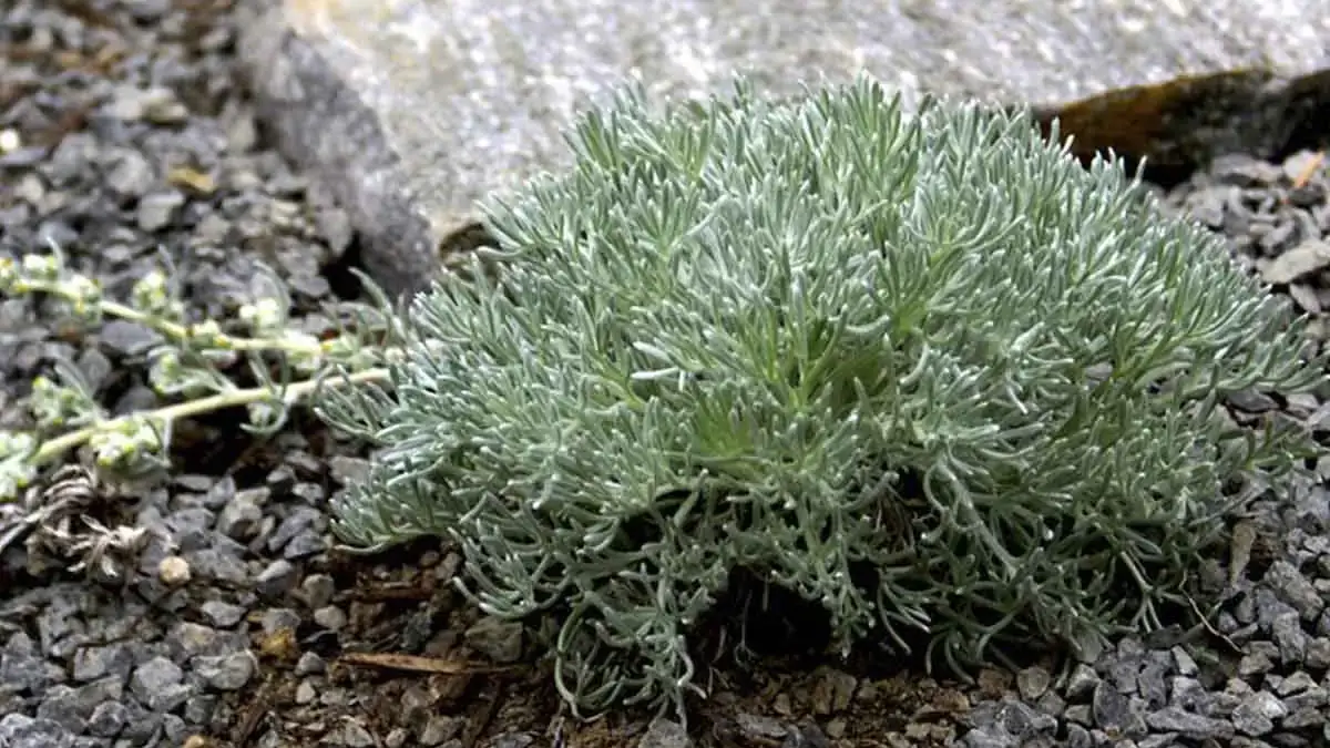 A variety of perennials from African daisies to yarrow