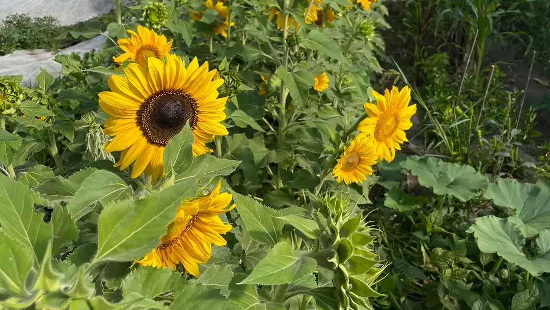 Teton horticulture.jpg