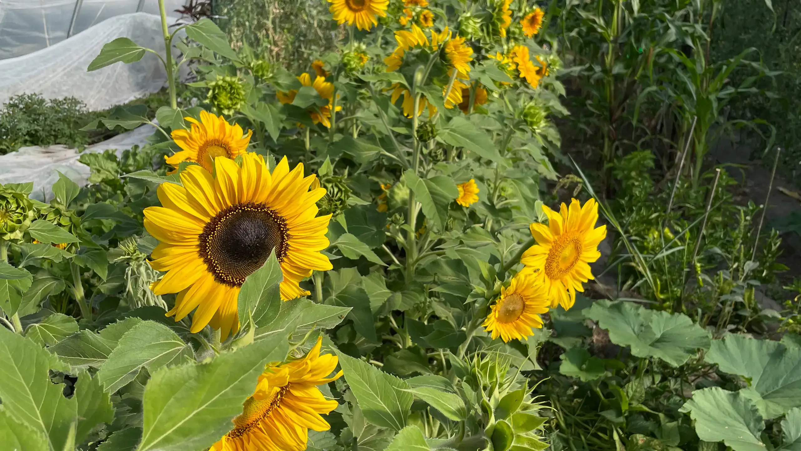 Teton horticulture.jpg