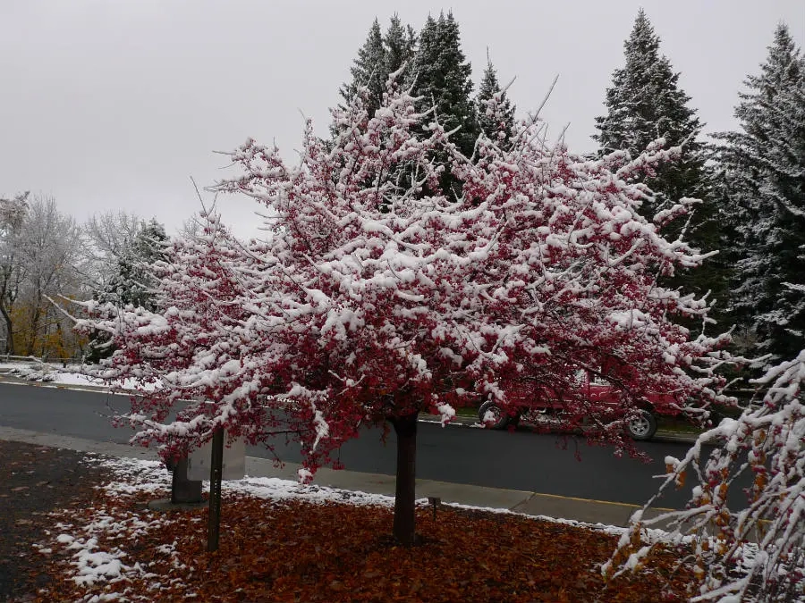 Snow on Lollipop Crapapple trees