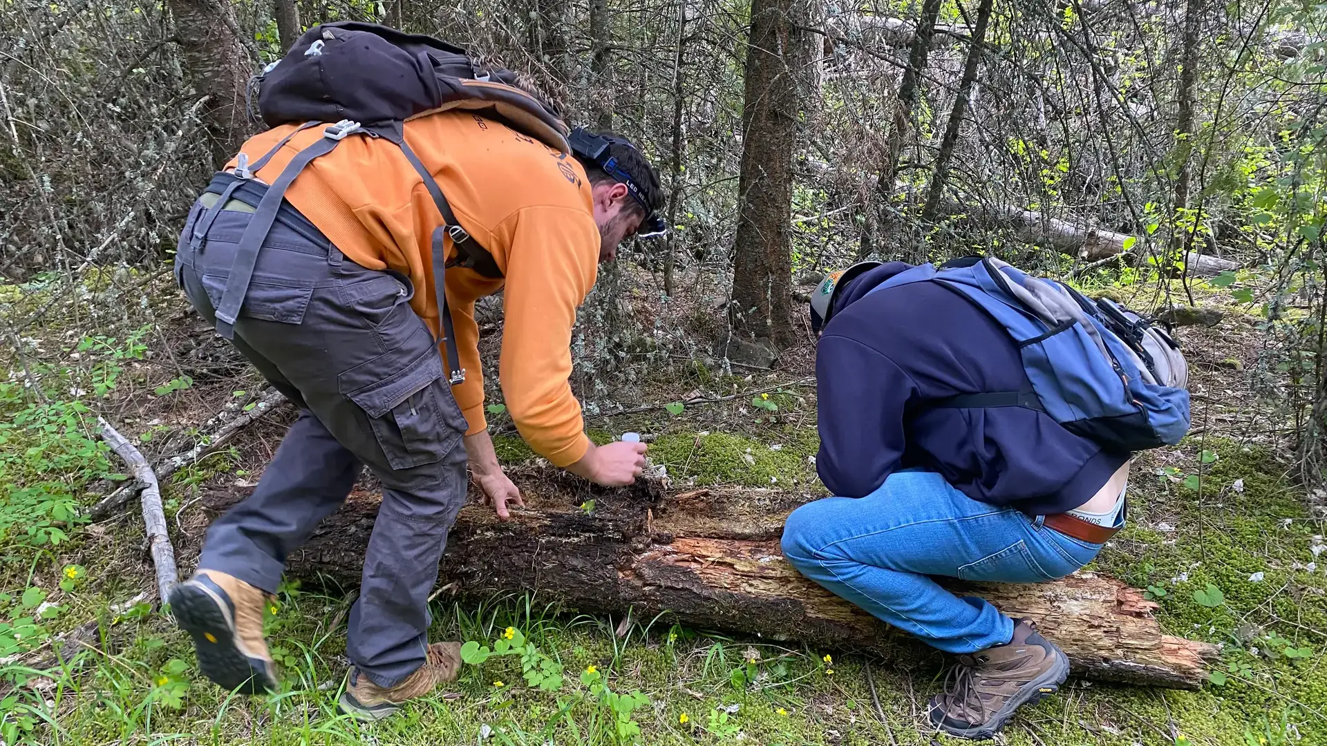 Two individuals crouched over a fallen tree trunk in a forest, inspecting its surface and surroundings.