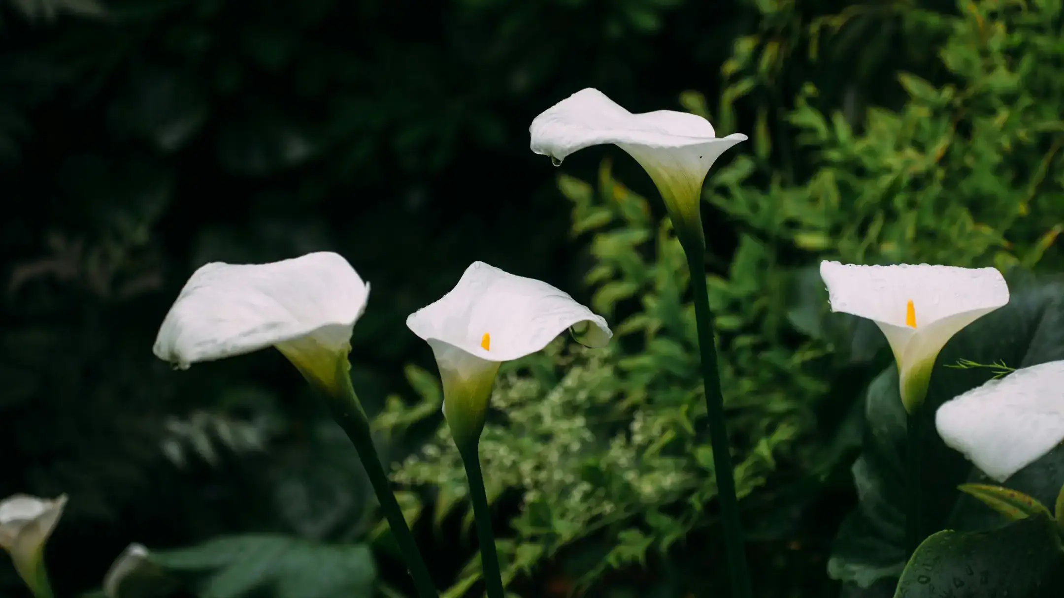 Herbaceous plants that are typically annuals