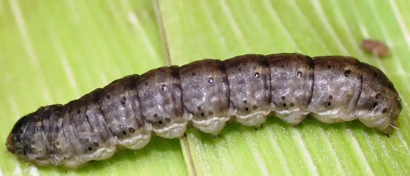Black cutworm larva.