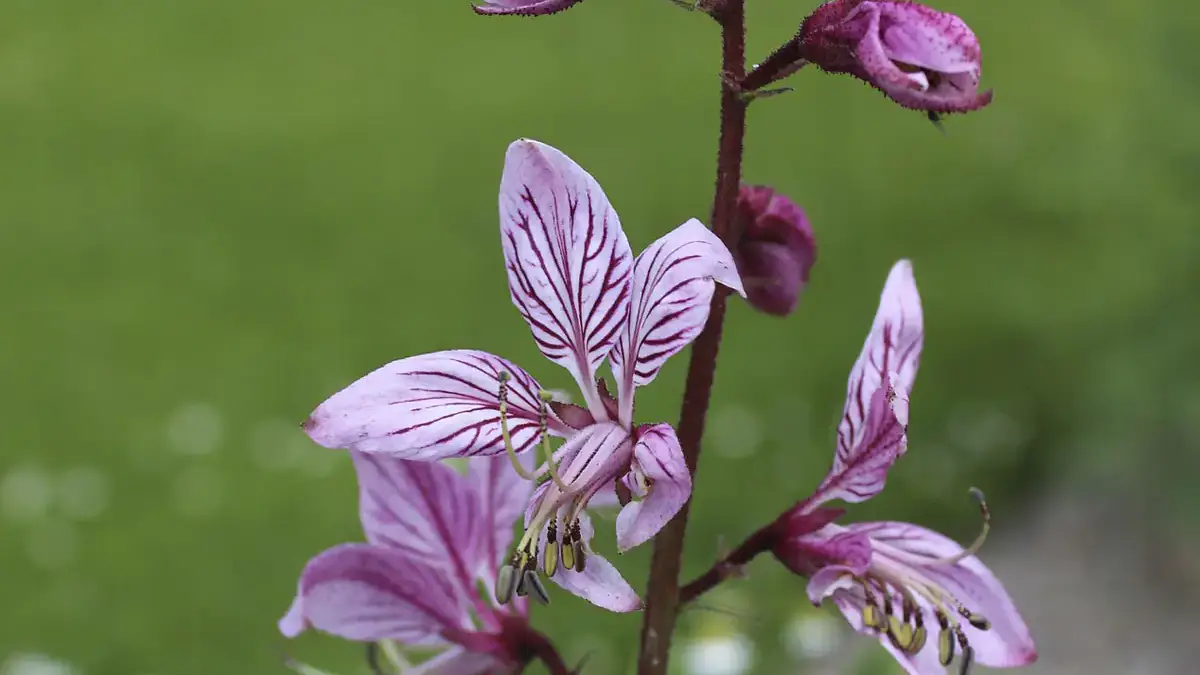 A variety of perennials from African daisies to yarrow