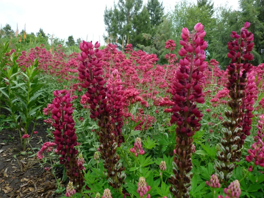 Deep to bright pinks of flowering Morello Cherry Lupine and Cambridge Scarlet Monarda