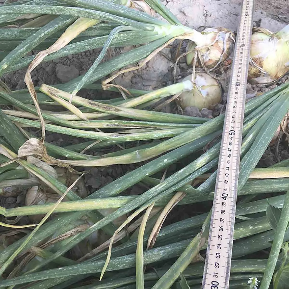 A variety of onion diseases photos