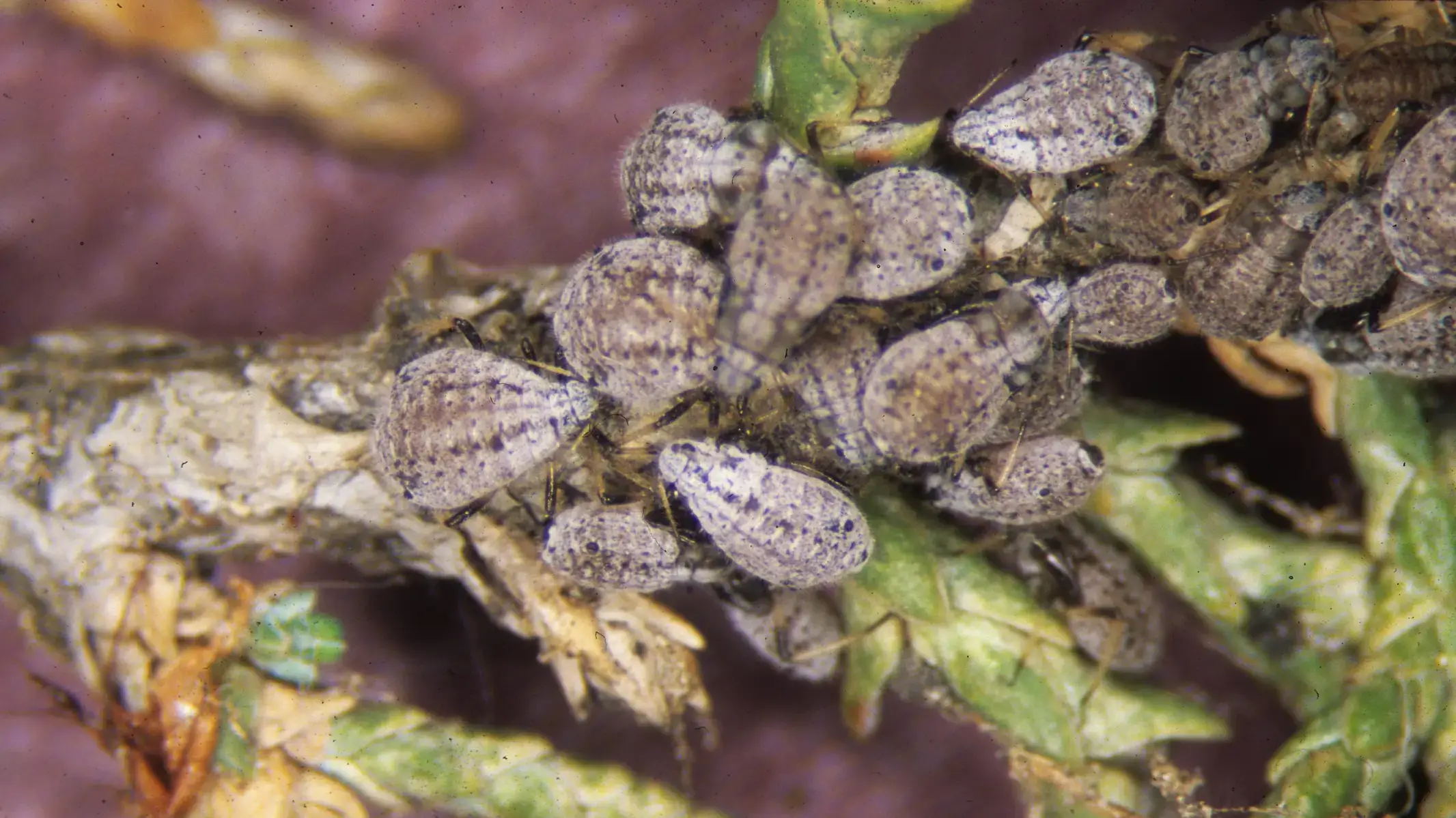 Giant conifer aphid colony