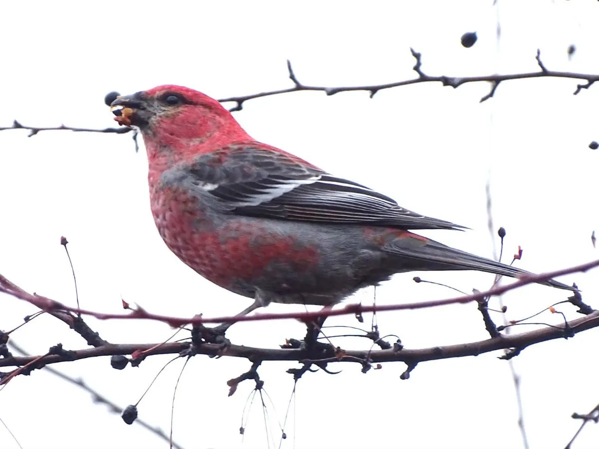 Arboretum wildlife pine grosbeak