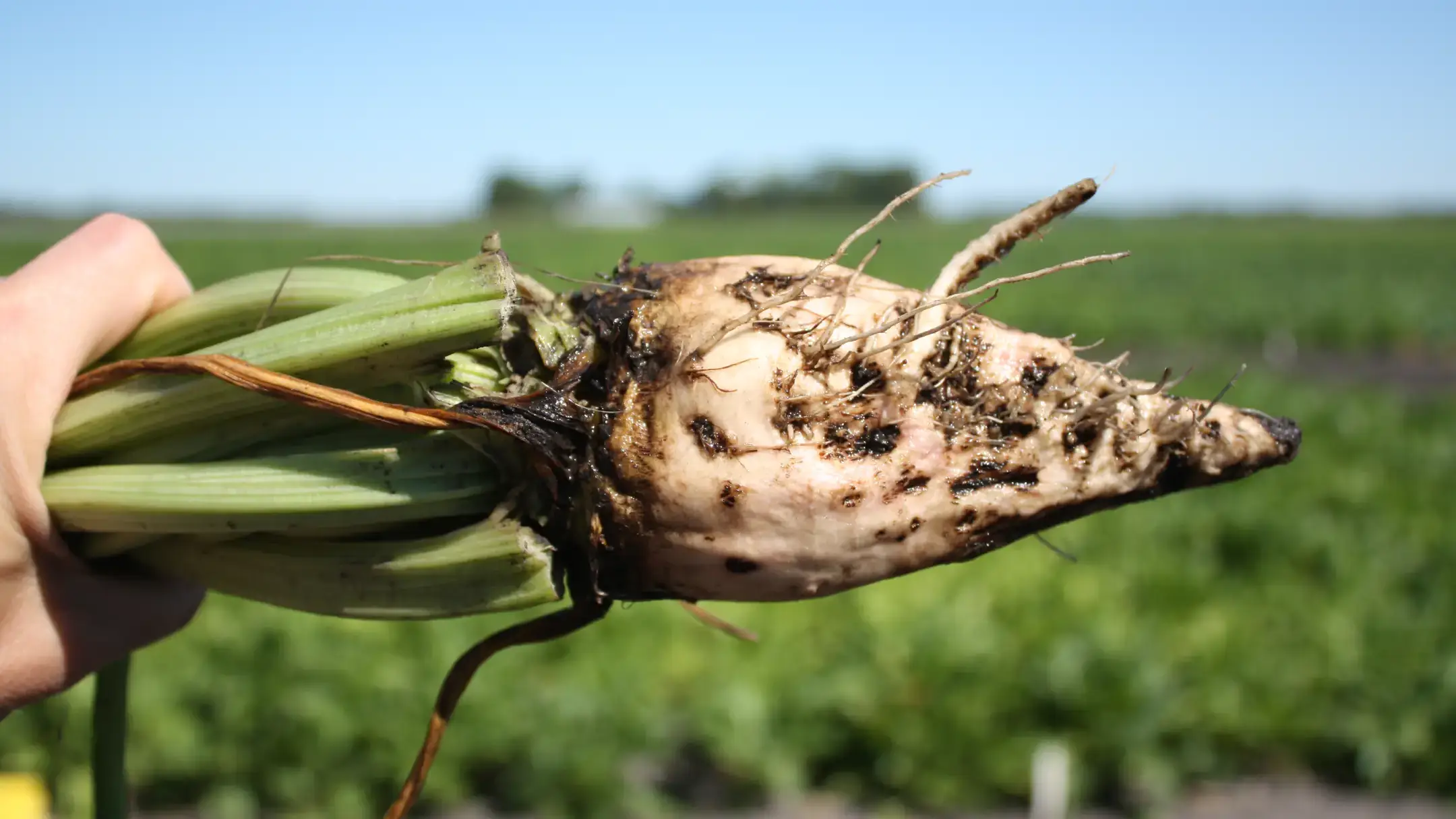 Sugar beet root maggot feeding damage to sugar beet.