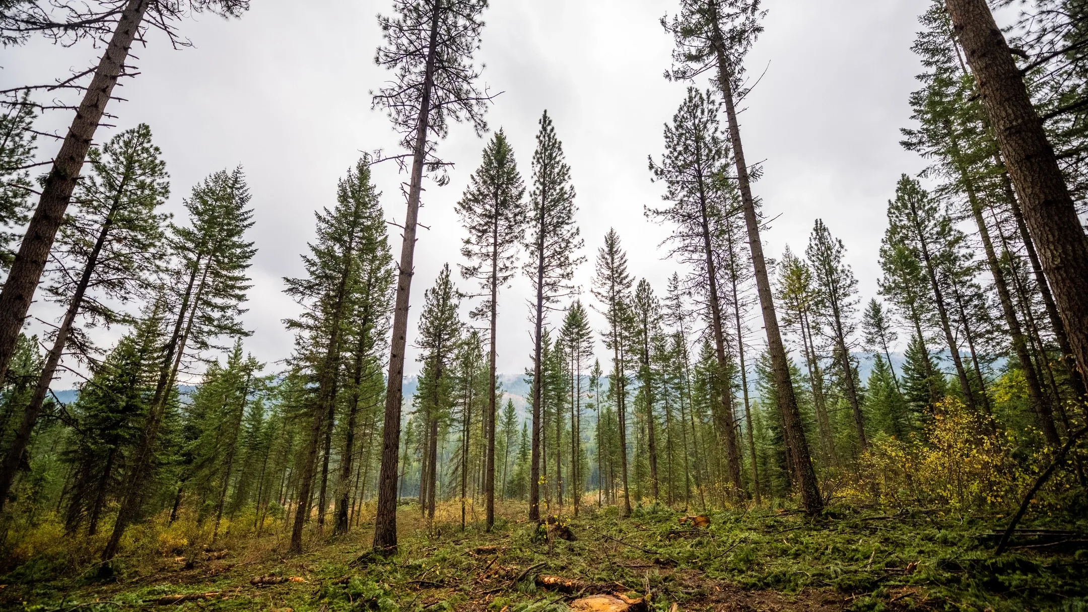 Logging and Maintenance at the Experimental Forest
