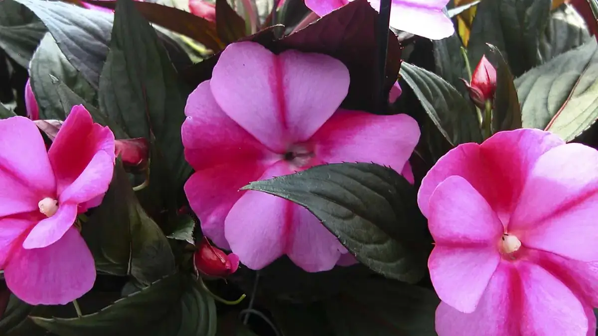 Herbaceous plants that are typically annuals