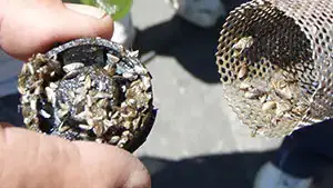 Photos of mussels, Contributed by the Idaho State Department of Agriculture.