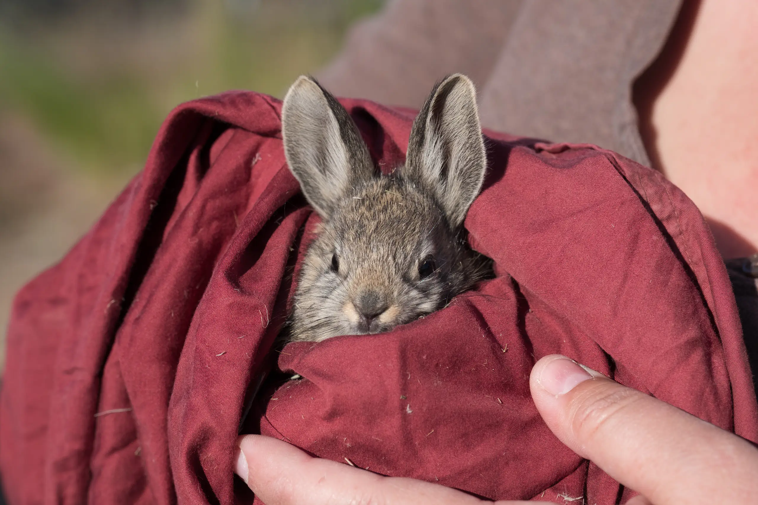 Pygmy rabbit wrapped in red blanket.
