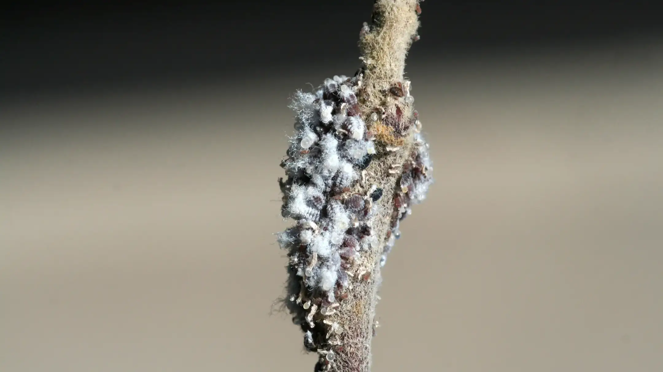 Wooly apple aphid colony on crabapple