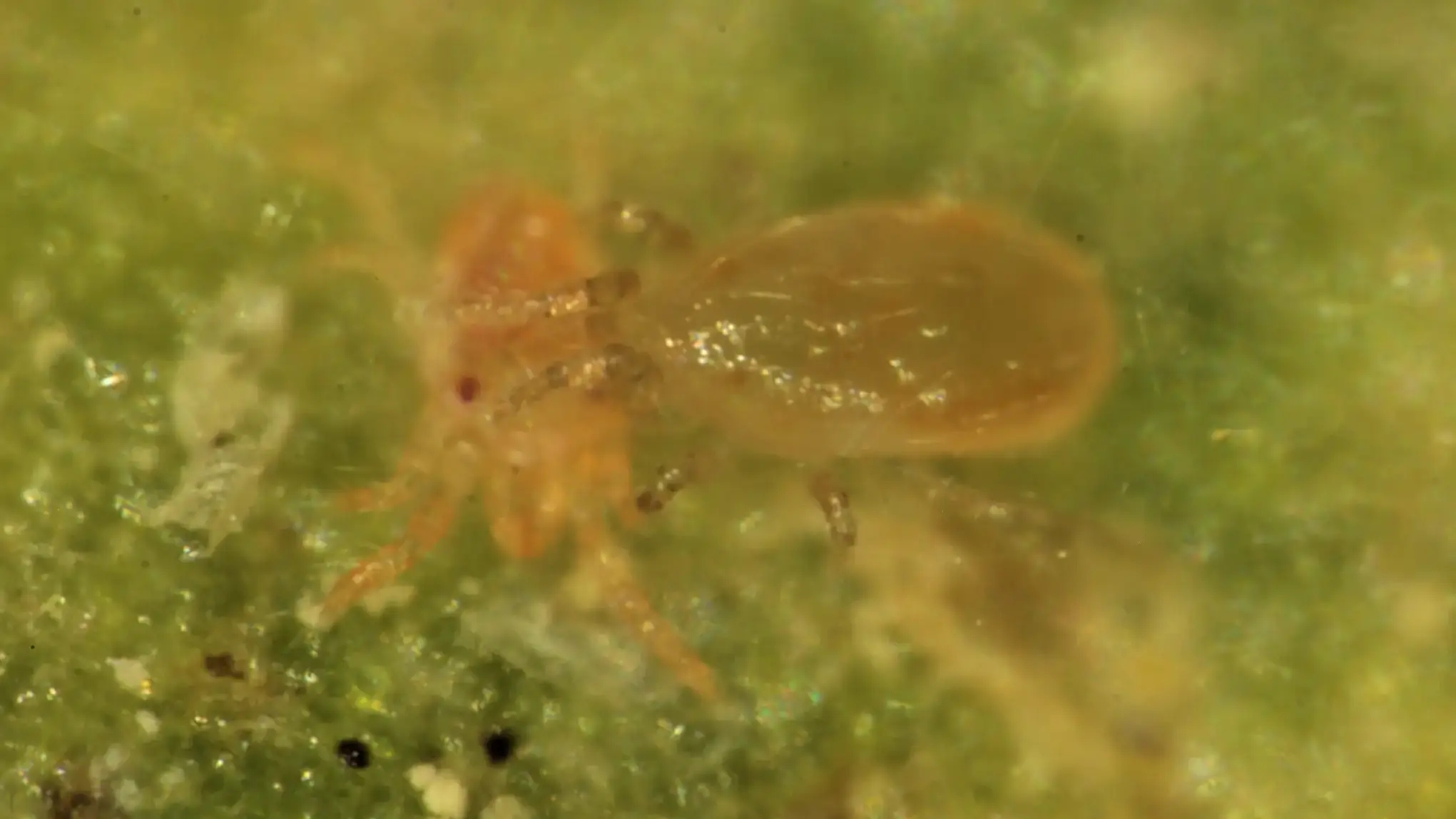 Predatory mite attacking two-spotted spider mite.