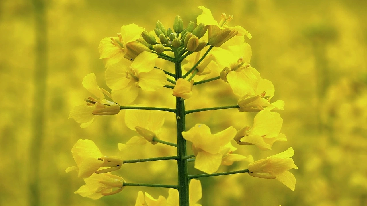 Brassica breeding and research