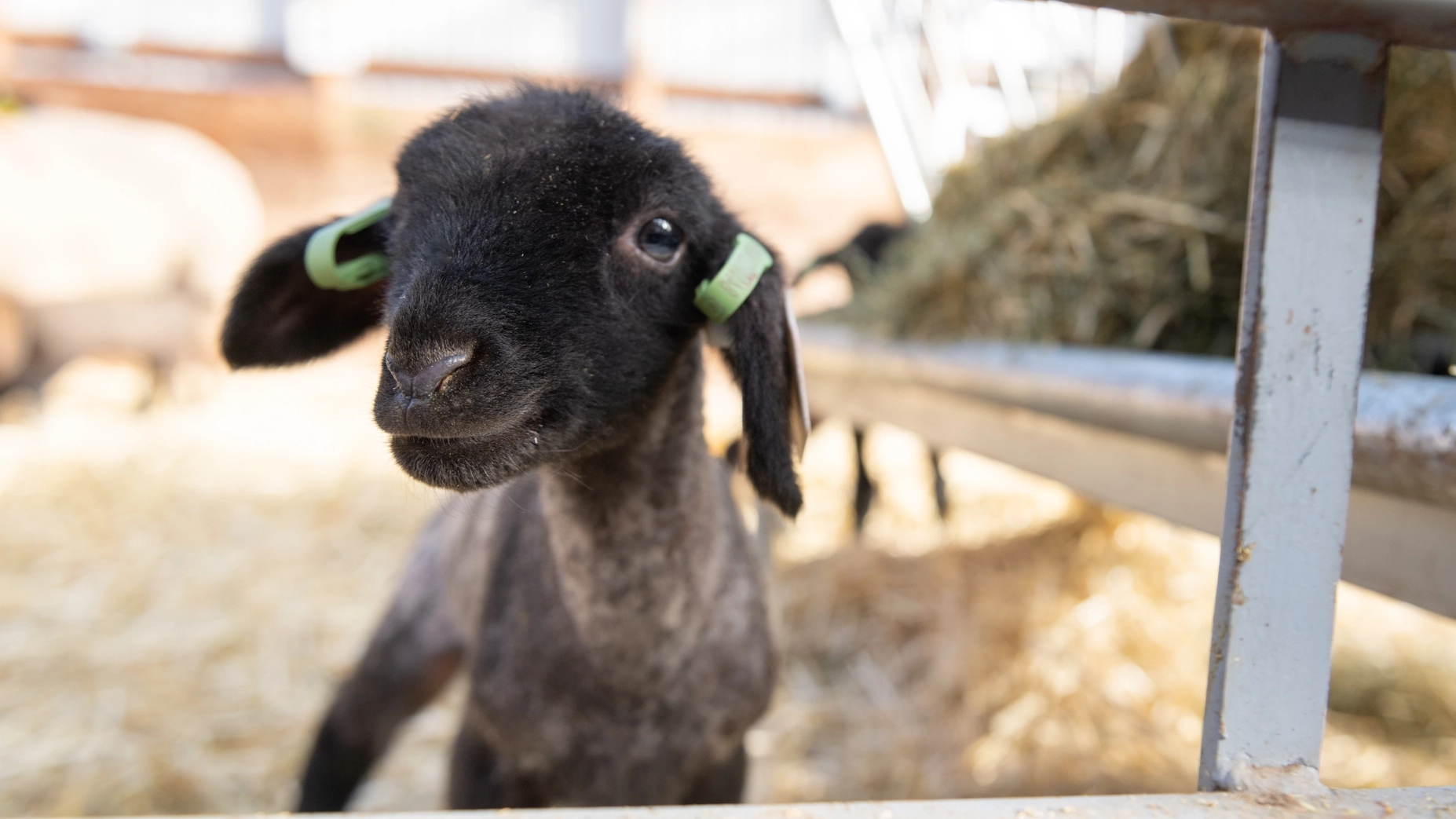 College of Agricultural and Life Sciences undergraduate research student feature