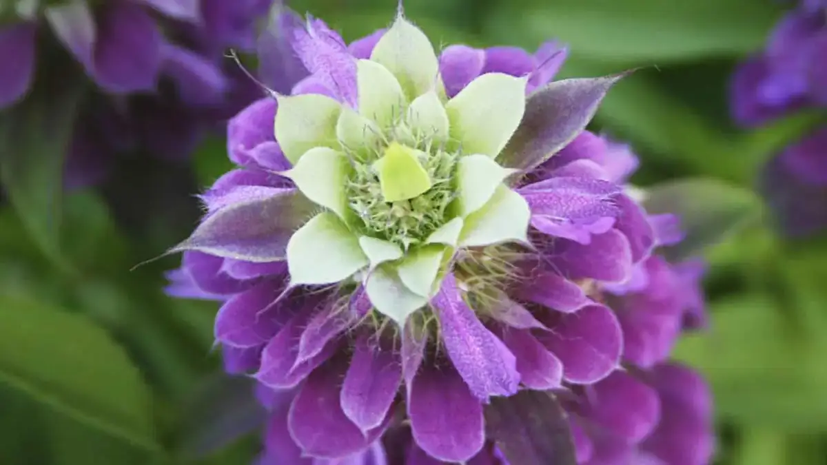 Landscapes and Gardens photos