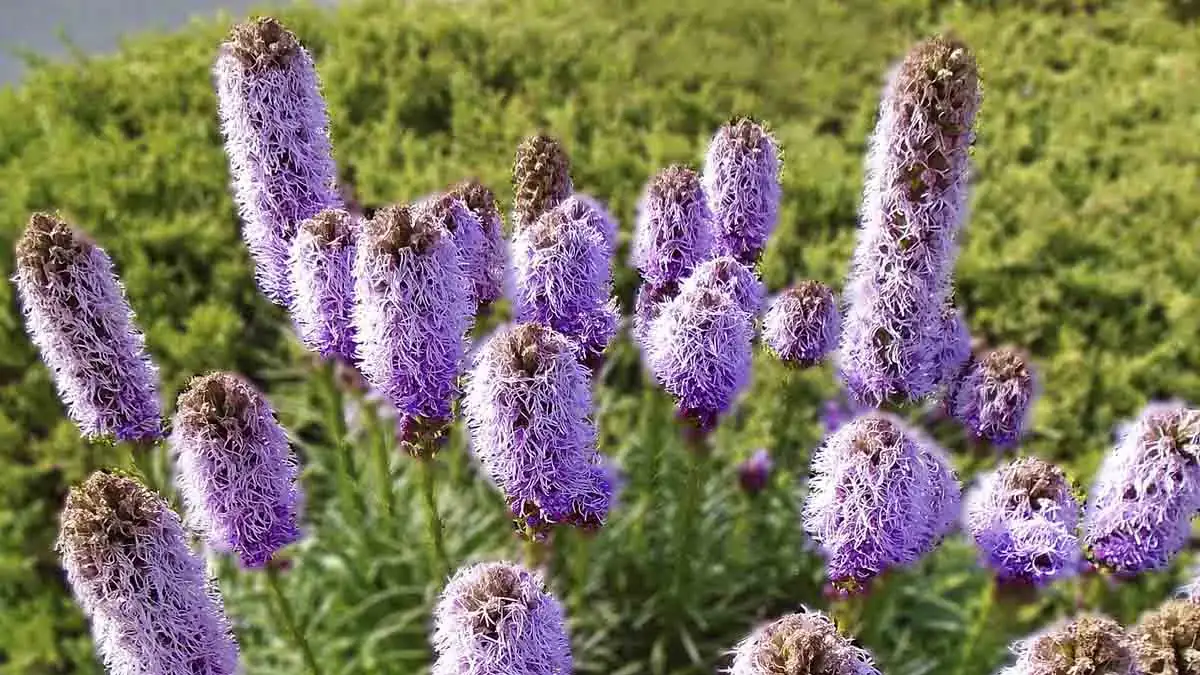 A variety of perennials from African daisies to yarrow