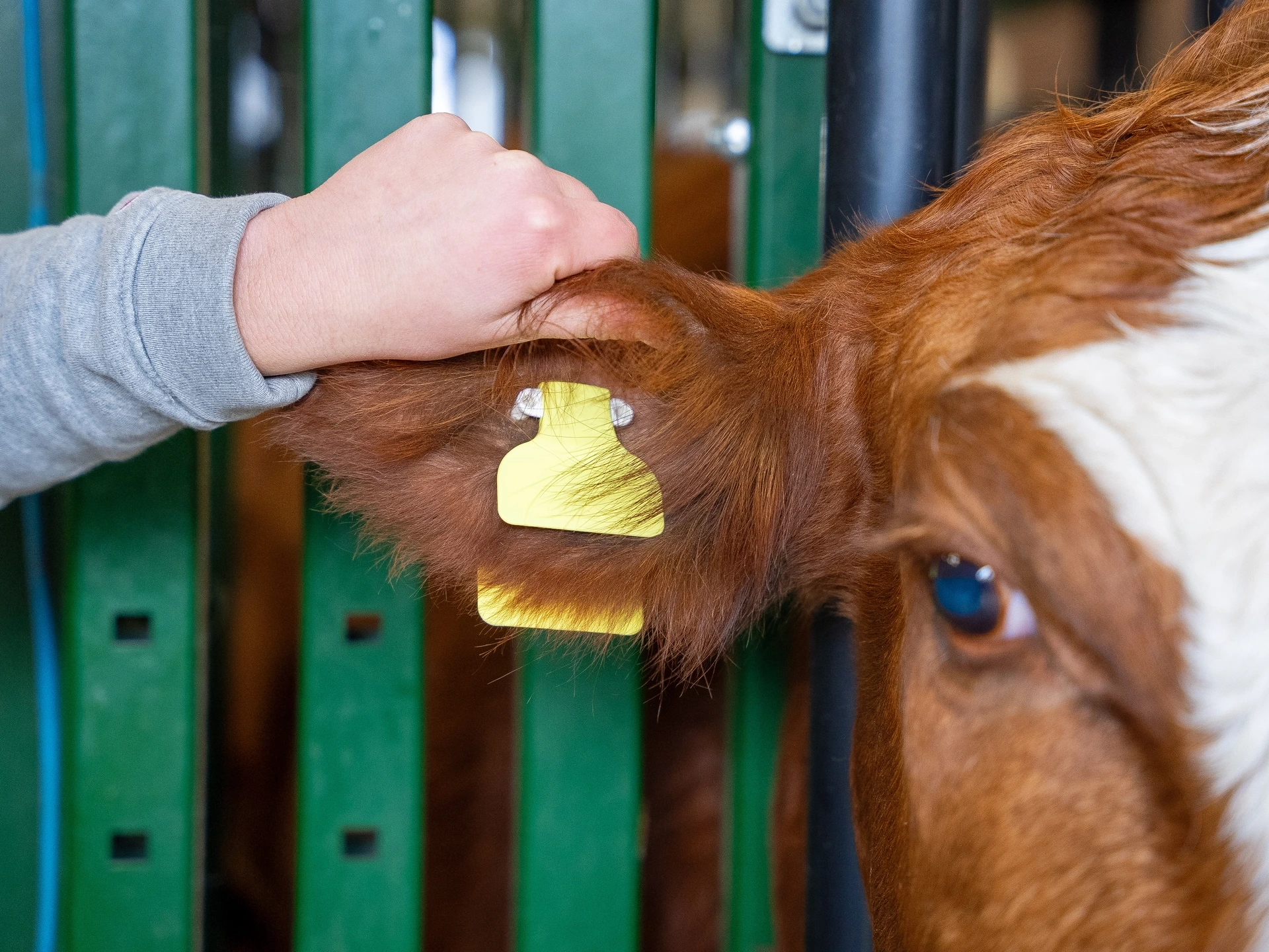 A hand holds a cow’s ear displaying a yellow plastic ear tag.