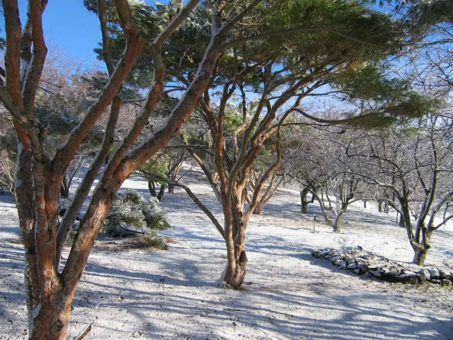 Tanyosho Pines and snow