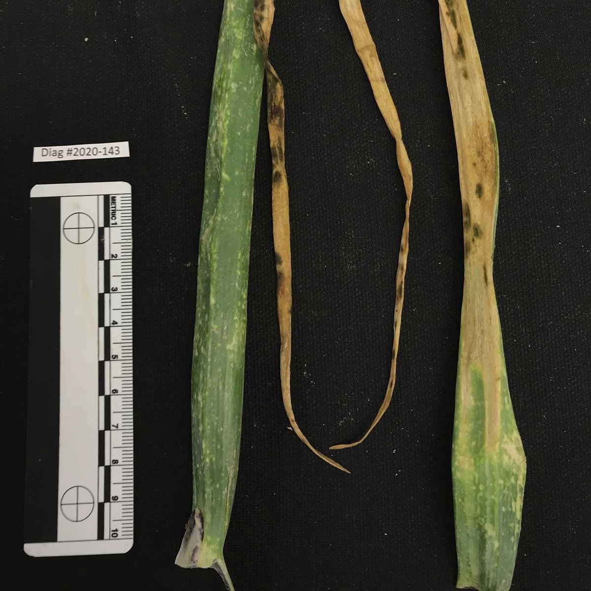 A variety of onion diseases photos
