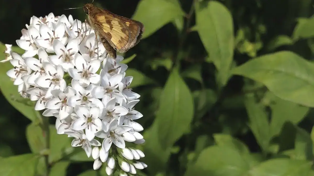 A variety of perennials from African daisies to yarrow