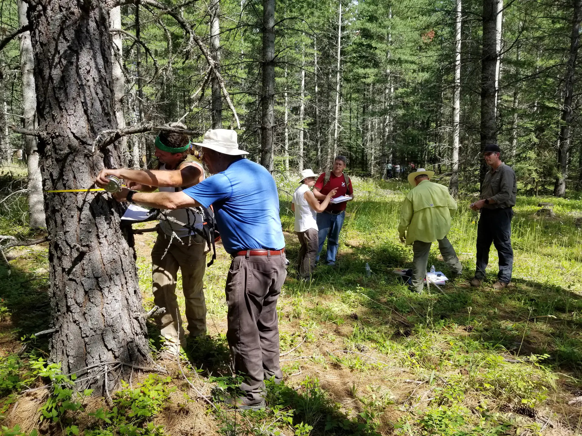 A group surveying a forest.