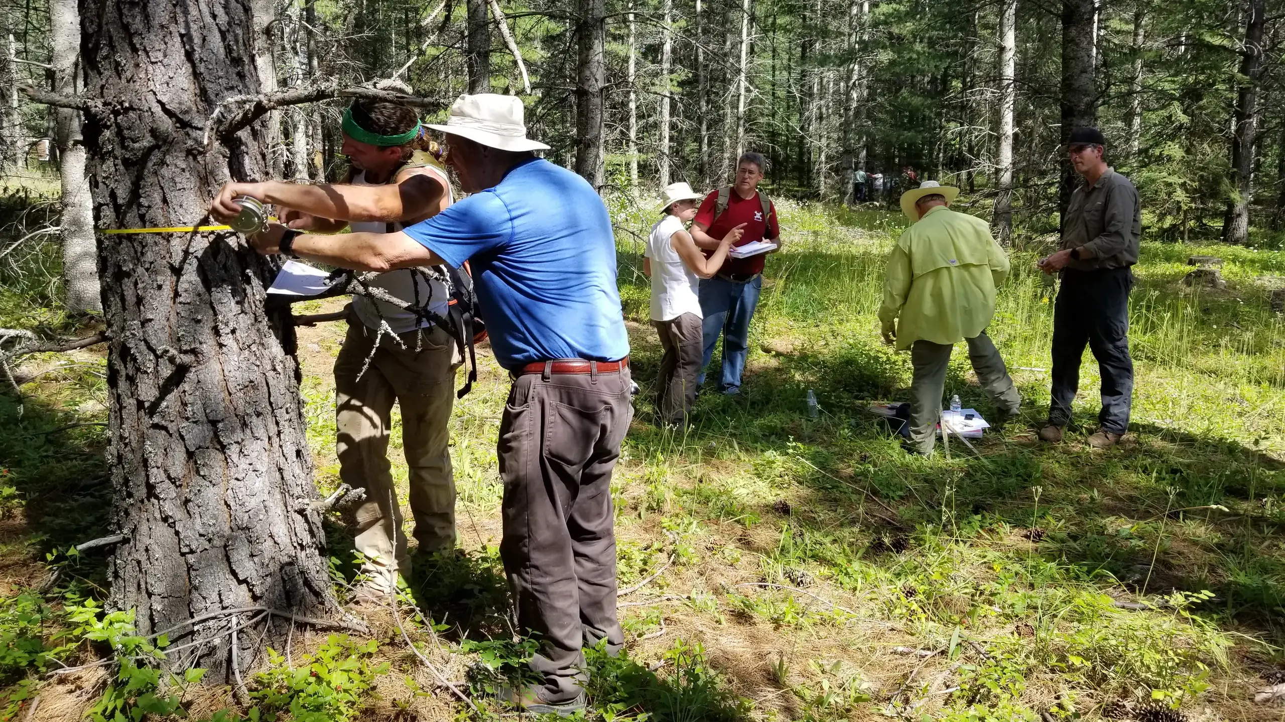 A group surveying a forest.