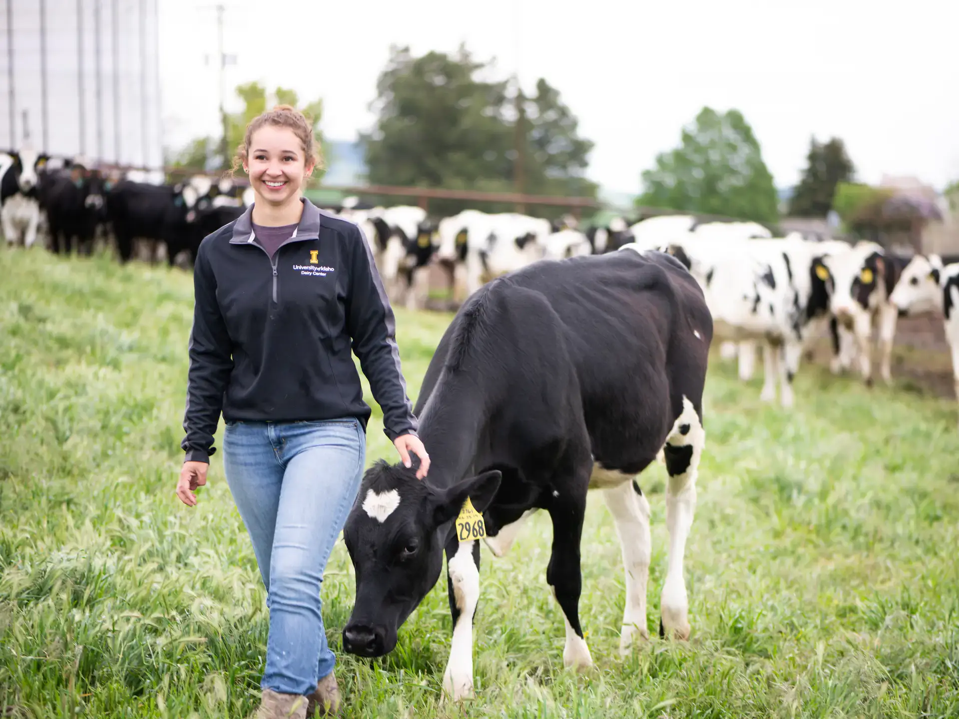 World Milk day feature at the College of Agricultural and Life Sciences Dairy Center