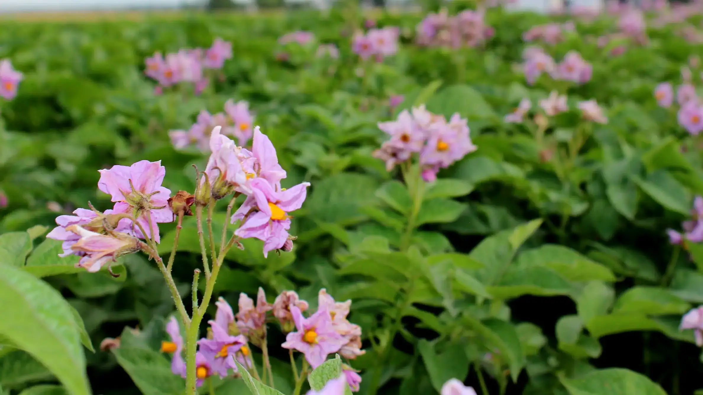 Close-up of blooming purple flowers in a potato field with a farmhouse visible in the background.