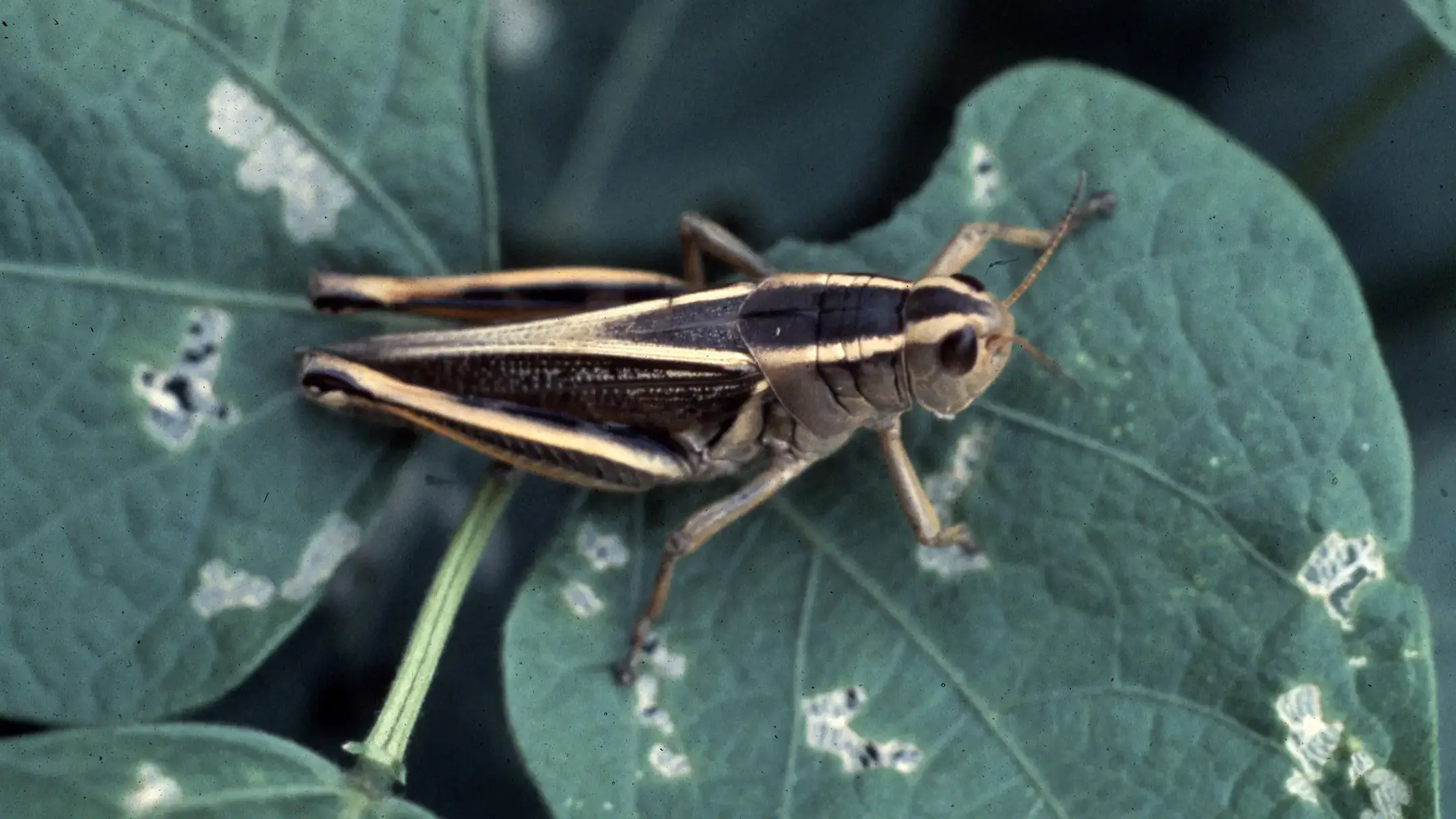 Integrated pest management photos and files