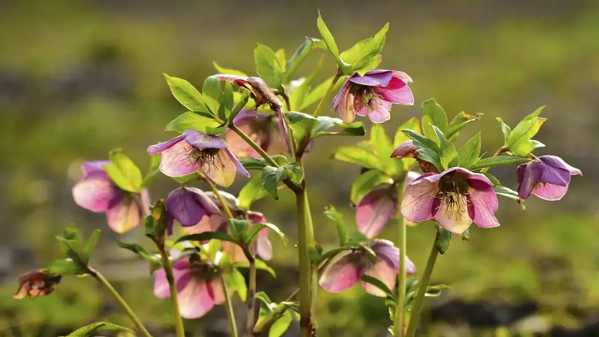 A variety of perennials from African daisies to yarrow