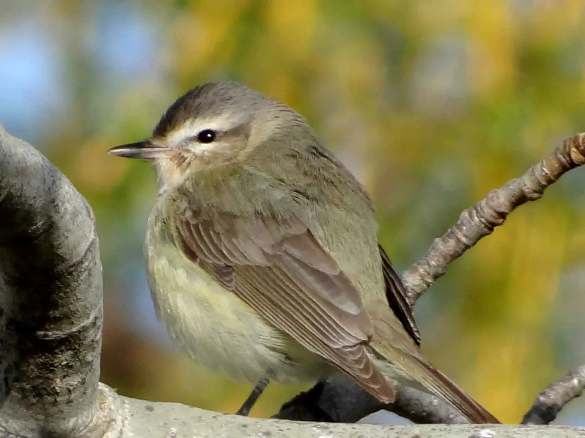Arboretum wildlife warbling vireo