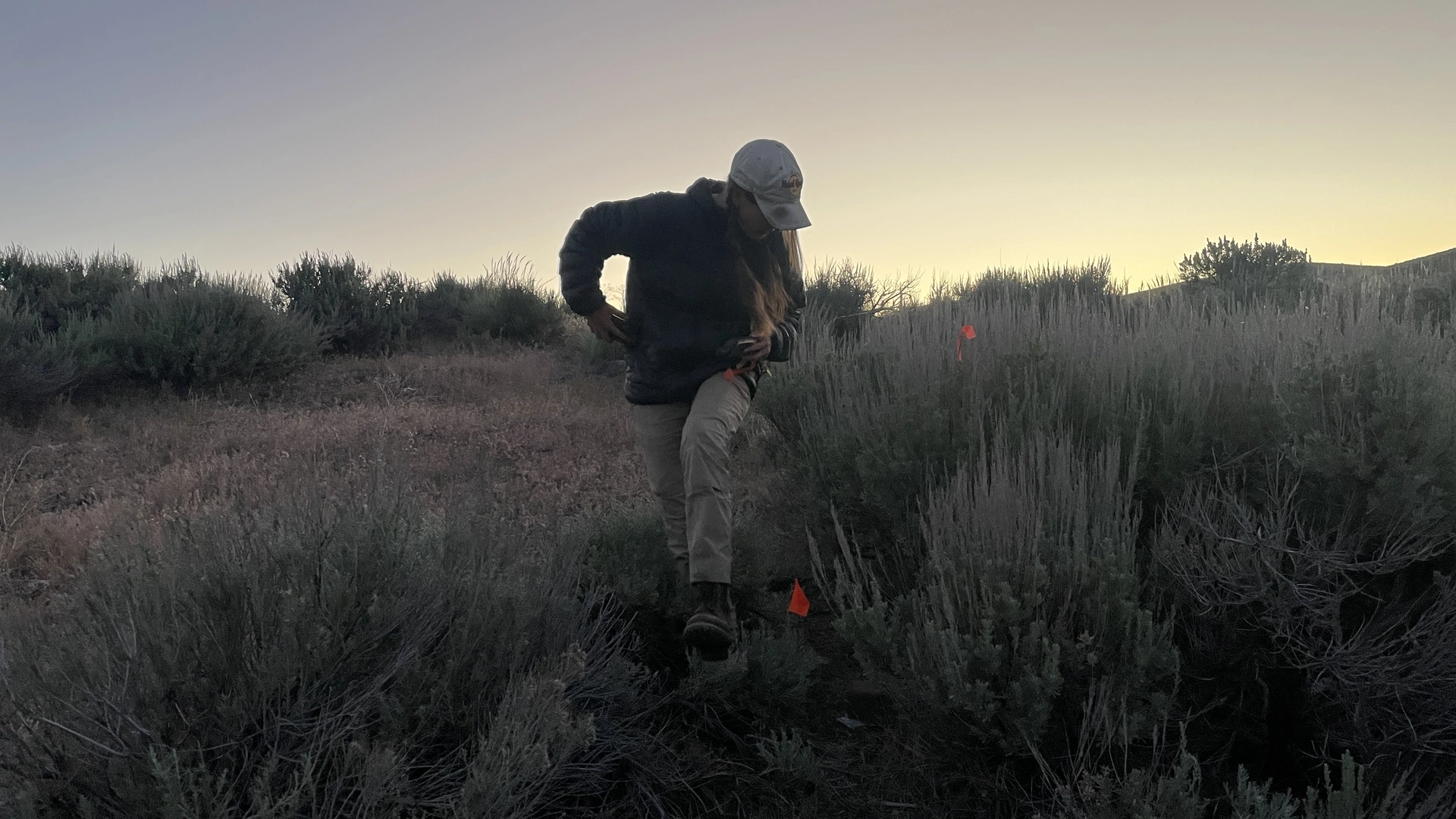 A woman checks a trap near sagebrush to see if there is a rodent inside.