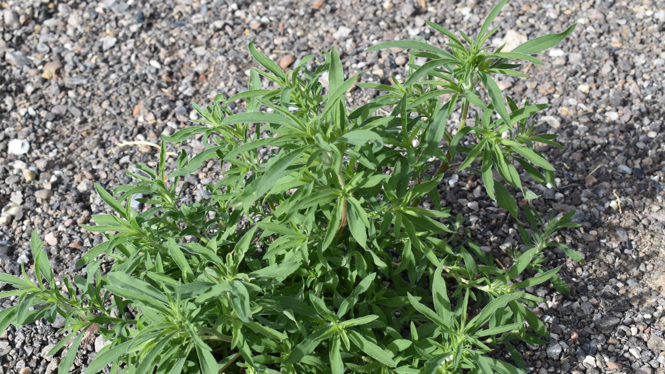 Herbicide resistant weeds in Idaho 