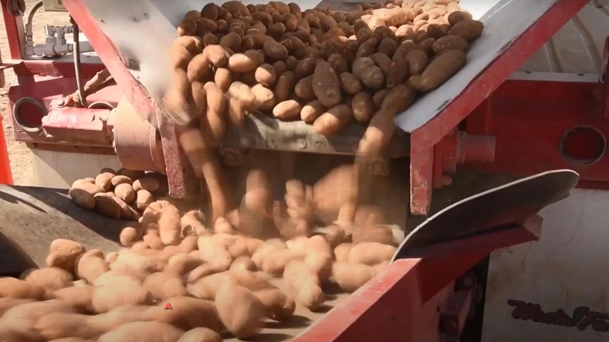 Potato bruise management video covers