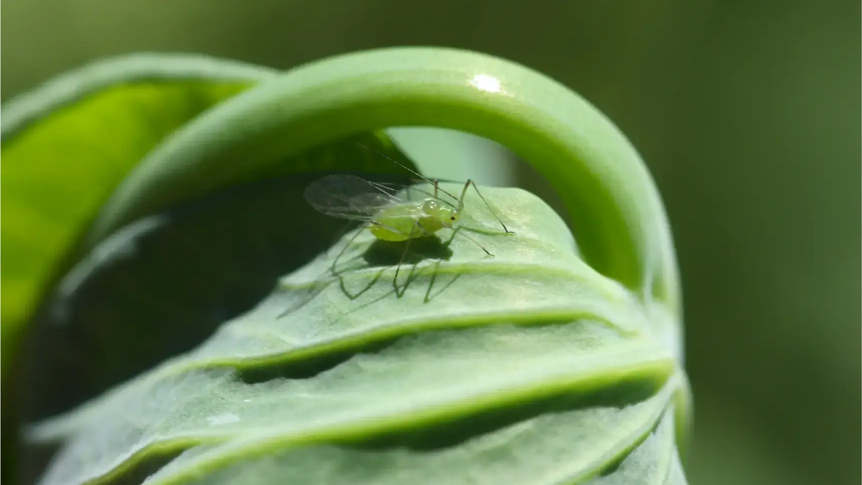 Adult winged pea aphid.