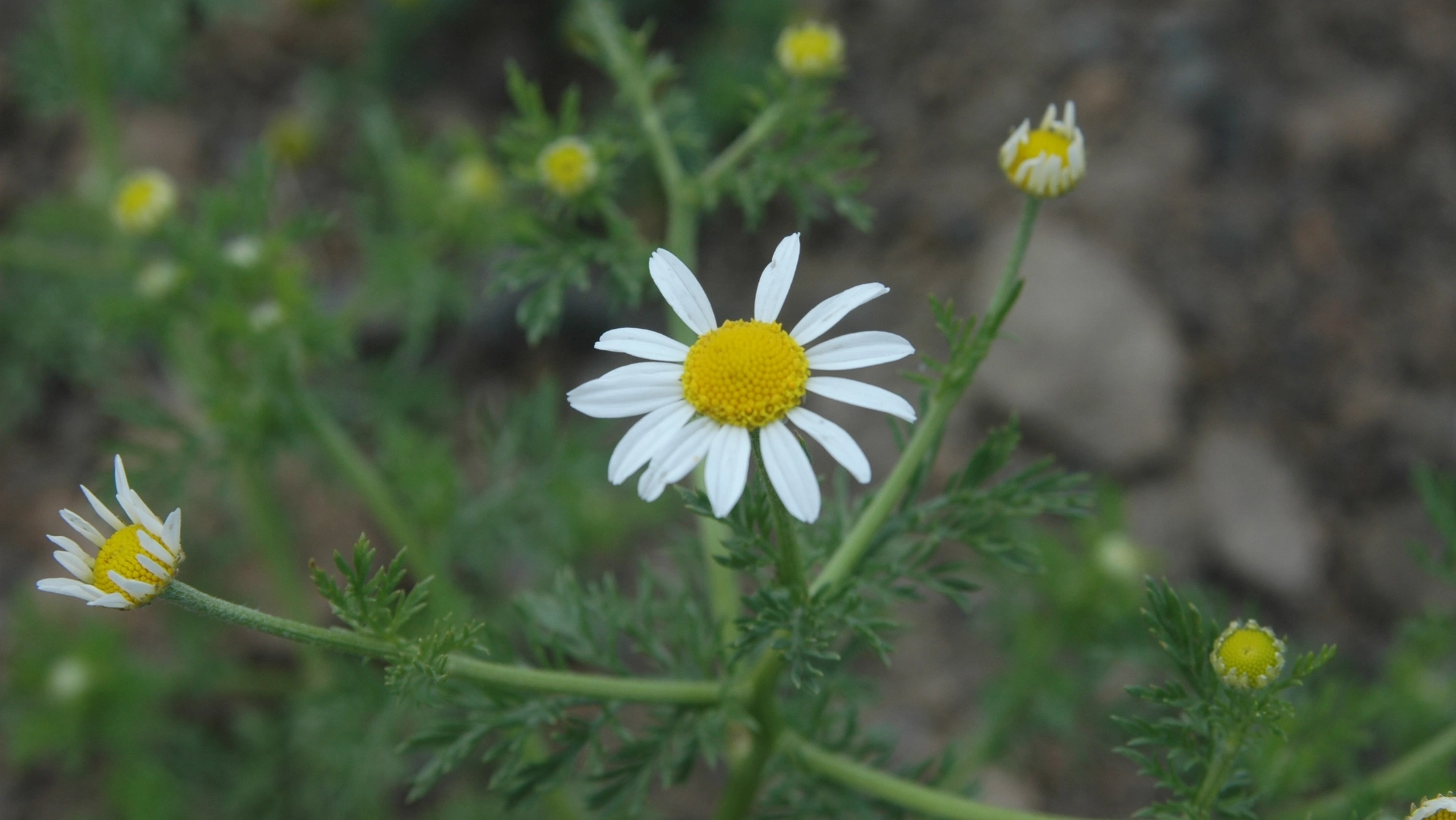 Herbicide resistant weeds in Idaho 